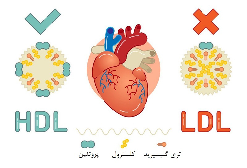 hdl, ldl, heart and lipoprotein