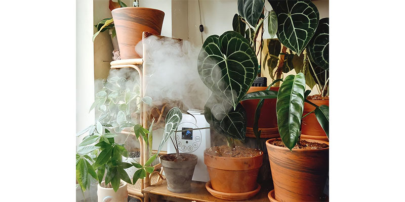 air humidifier and plants